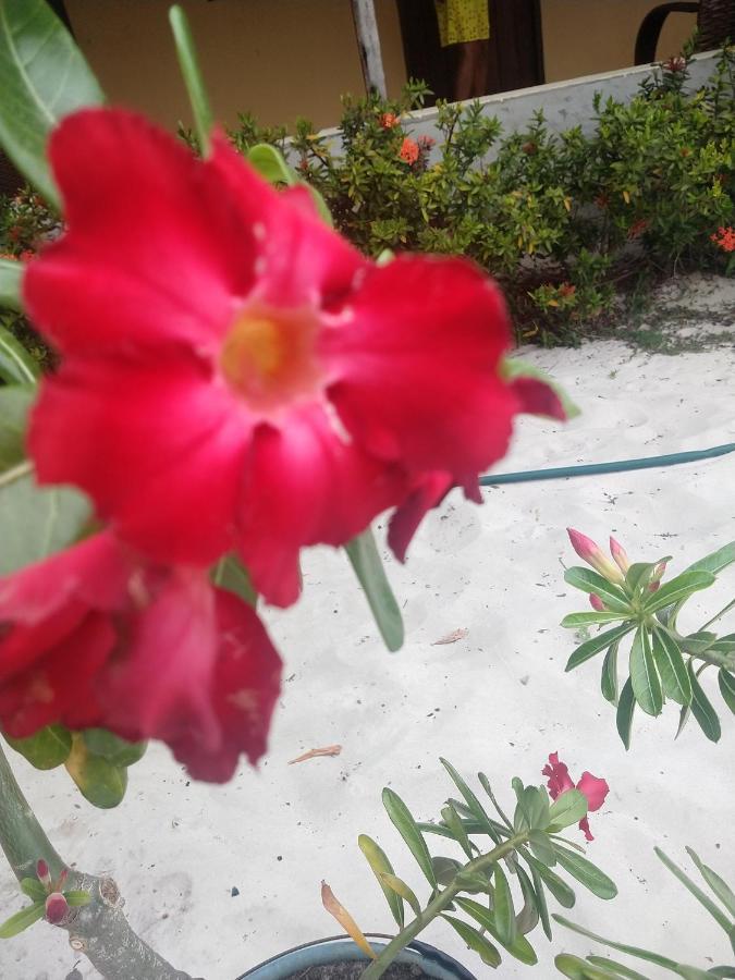 Pousada Flor Do Deserto - Mandacaru Santo Amaro do Maranhao Экстерьер фото